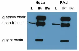 Anti-alpha Tubulin antibody [TU-01] used in Western Blot (WB). GTX27750
