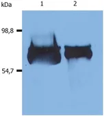 Anti-Albumin antibody [AL-01] used in Western Blot (WB). GTX27793