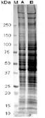 NIH-3T3 whole cell lysate. GTX27901