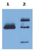 Anti-HLA-G antibody [MEM-G/9] (FITC) used in Immunoprecipitation (IP). GTX27904
