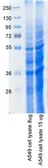 A549 whole cell lysate. GTX27910