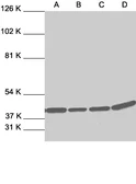 Anti-ERK2 antibody used in Western Blot (WB). GTX27948