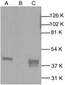 Anti-p38 MAPK antibody used in Western Blot (WB). GTX27952