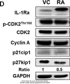 Anti-Cyclin A antibody used in Western Blot (WB). GTX27956
