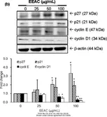 Anti-Cyclin E antibody used in Western Blot (WB). GTX27959