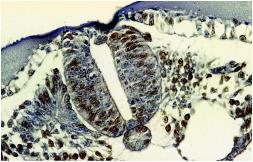 Anti-BrdU antibody [MoBu-1] used in IHC (Paraffin sections) (IHC-P). GTX28039