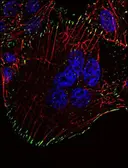 Anti-Phosphotyrosine antibody [P-Tyr-01] used in Immunocytochemistry/ Immunofluorescence (ICC/IF). GTX28076