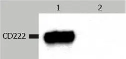 Anti-IGF2R antibody [MEM-238] used in Western Blot (WB). GTX28093