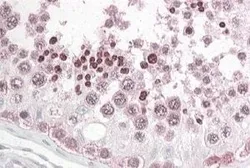 Anti-PATJ antibody, N-term used in IHC (Paraffin sections) (IHC-P). GTX28225
