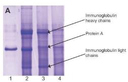 Anti-GAPDH antibody [6C5] used in Immunoprecipitation (IP). GTX28245