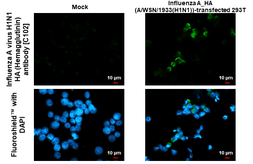 Anti-Influenza A virus H1N1 HA (Hemagglutinin) antibody [C102] used in Immunocytochemistry/ Immunofluorescence (ICC/IF). GTX28262