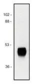 Anti-Horseradish Peroxidase antibody [HP-03] used in Western Blot (WB). GTX28326