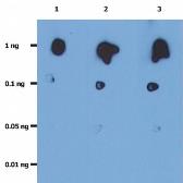Anti-HIV protease antibody [1696] used in Dot blot (Dot). GTX28327