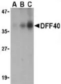 Anti-DFFB antibody used in Western Blot (WB). GTX28407