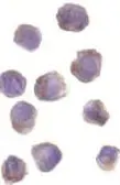 Anti-RIP2 antibody used in Immunocytochemistry/ Immunofluorescence (ICC/IF). GTX28428