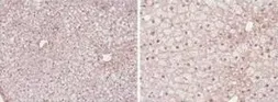 Anti-PPAR alpha antibody used in IHC (Paraffin sections) (IHC-P). GTX28934