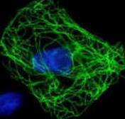 Anti Ha Tag Antibody Gtx29110 Genetex