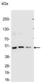 Anti-Glu-Glu tag antibody used in Western Blot (WB). GTX29117