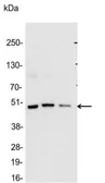 Anti-Glu-Glu tag antibody used in Western Blot (WB). GTX29117