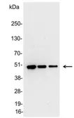 Anti-V5 tag antibody used in Western Blot (WB). GTX29137