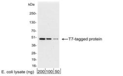 Anti-T7 tag antibody used in Western Blot (WB). GTX29138