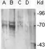 Anti-Phosphoserine antibody (Biotin) used in Western Blot (WB). GTX29335