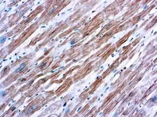 Anti-sarcomeric alpha Actinin antibody [EA-53] used in IHC (Paraffin sections) (IHC-P). GTX29465