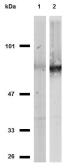 Anti-CD44 antibody [MEM-263] used in Western Blot (WB). GTX29524