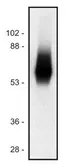 Anti-TRIM antibody [TRIM-04] used in Western Blot (WB). GTX29529