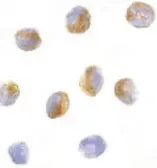 Anti-CARD9 antibody used in Immunocytochemistry/ Immunofluorescence (ICC/IF). GTX29649