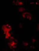 Anti-BMF antibody used in Immunocytochemistry/ Immunofluorescence (ICC/IF). GTX29653