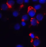 Anti-BMF antibody used in Immunocytochemistry/ Immunofluorescence (ICC/IF). GTX29655