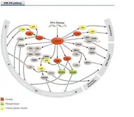 ATM signaling pathway Antibody Panel (ATM, ATR, p53, BRCA1, CtIP, CHK1, CHK2, MDM2). GTX300053