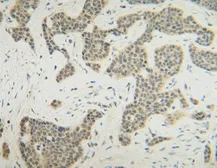 Anti-FGF10 antibody used in IHC (Paraffin sections) (IHC-P). GTX30007