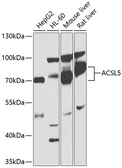 Anti-ACSL5 antibody used in Western Blot (WB). GTX30019