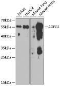 Anti-RIP / Rab antibody used in Western Blot (WB). GTX30032