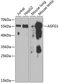 Anti-RIP / Rab antibody used in Western Blot (WB). GTX30032