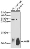 Anti-AHSP antibody used in Western Blot (WB). GTX30035