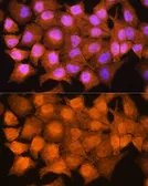 Anti-AIRE antibody used in Immunocytochemistry/ Immunofluorescence (ICC/IF). GTX30036