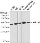 Anti-AKR1A1 antibody used in Western Blot (WB). GTX30039