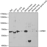 Anti-FE65 antibody used in Western Blot (WB). GTX30053