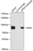 Anti-APEH antibody used in Immunoprecipitation (IP). GTX30054
