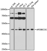Anti-APOBEC3G antibody used in Western Blot (WB). GTX30056