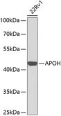 Anti-Apolipoprotein H antibody used in Western Blot (WB). GTX30060