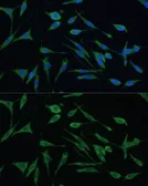 Anti-ARHGAP25 antibody used in Immunocytochemistry/ Immunofluorescence (ICC/IF). GTX30063