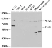 Anti-ASH2L antibody used in Western Blot (WB). GTX30067