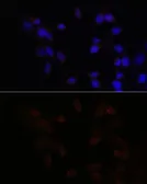 Anti-ATF4 antibody used in Immunocytochemistry/ Immunofluorescence (ICC/IF). GTX30070