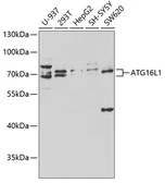 Anti-ATG16L1 antibody used in Western Blot (WB). GTX30072