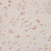 Anti-Axin 2 antibody used in IHC (Paraffin sections) (IHC-P). GTX30080