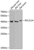 Anti-Bcl-G antibody used in Western Blot (WB). GTX30086